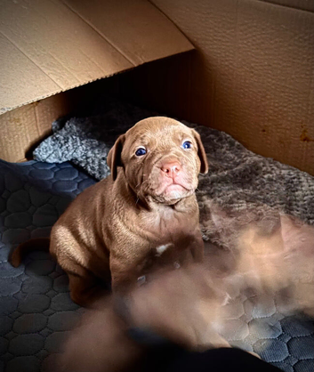 Staffy puppies