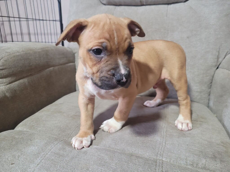 American Bulldog x Staffy Puppies