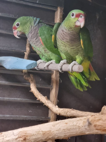 Amazon vinacea breeding pair 8 year old