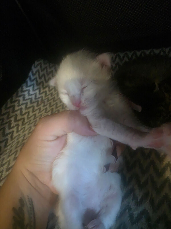 Kitten