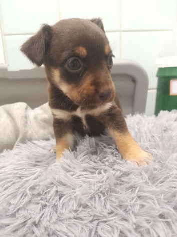 Jack russell pups