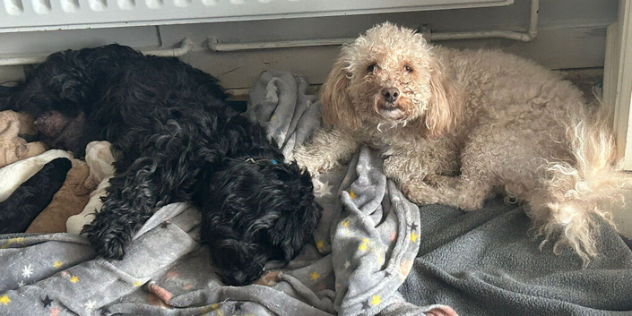 F1b cockapoo puppies
