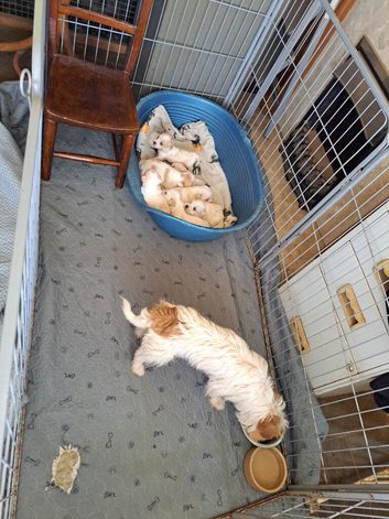 Jug pups
