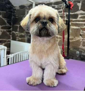 Stunning Shih-Tzu available for stud