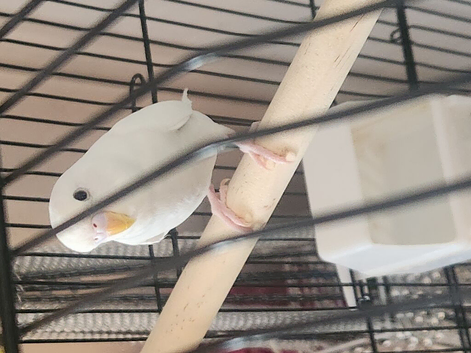 Budgie