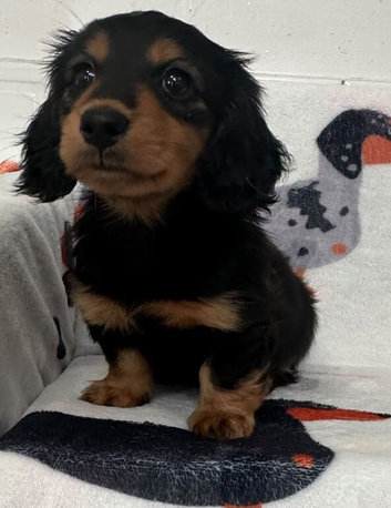 Stunning long hair miniature boys READY ON FRIDAY