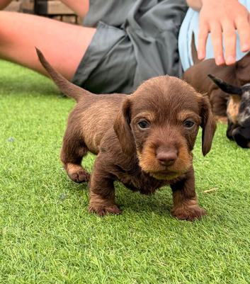 KC Reg Miniature Wire Hair Dachshund&rsquo;s