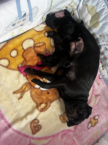 KC reg pug puppies