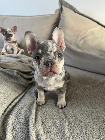 1 beautiful male Frenchie left