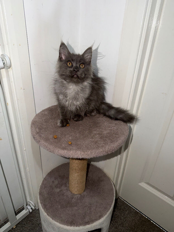TICA Registered Maine Coon Kittens