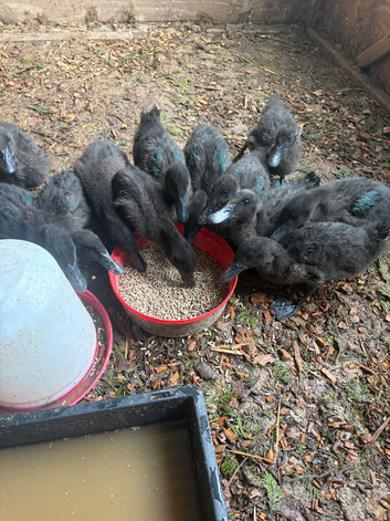 Cayuga ducklings
