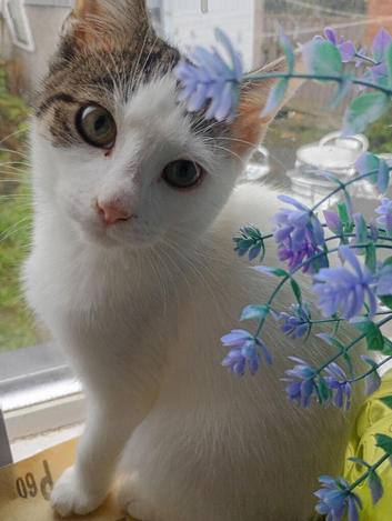 White female kitten.