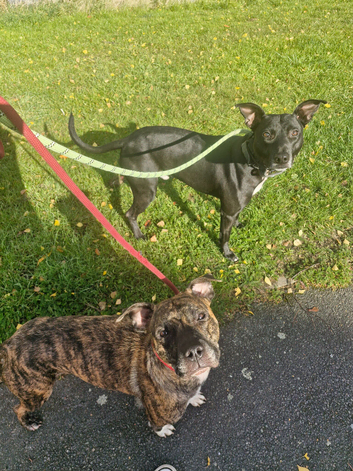 Staffy X pup for sale