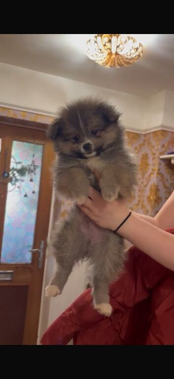 Pomeranian Puppys
