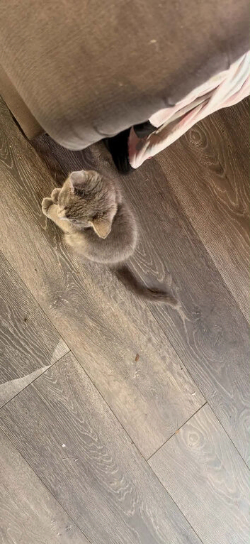 2 Russian blue cats