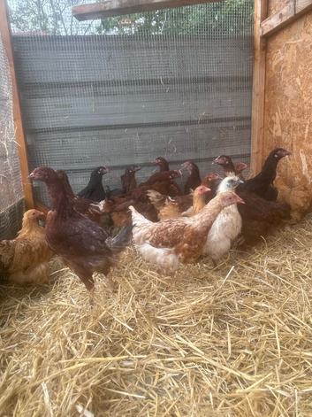 young pullets available
