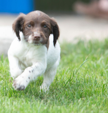KC registered Springer spaniels puppies