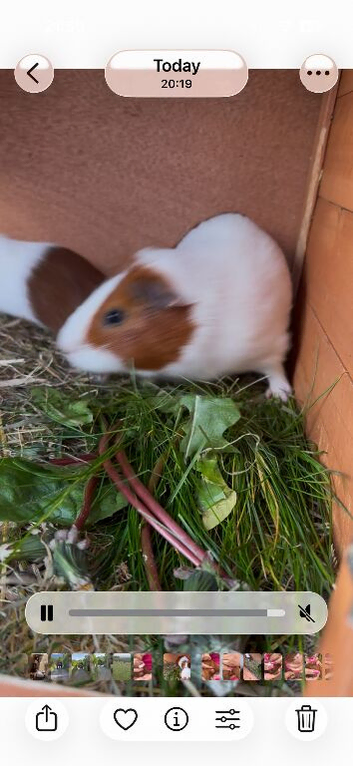 Baby guinea pigs
