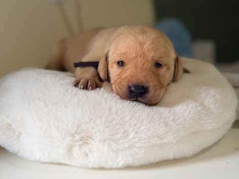 Yellow/dark yellow Labradors