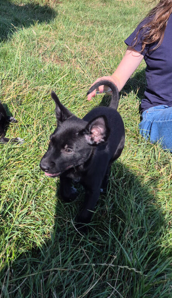 Kelpie cross puppies, 1 black male available