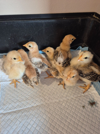 Serama Chicks Week Old