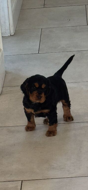 Beautiful Black and Tan Cocker Spaniel Puppy
