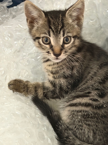 ️ 4 kittens for sale ️