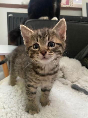 2 LEFT stunning Bengals they love DOGS