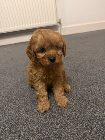 Stunning F1 Male Red Cavapoo for sale