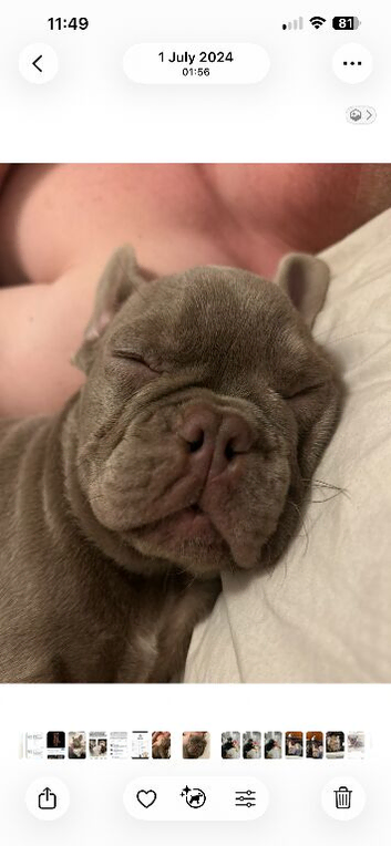 French Bulldog 2 years old