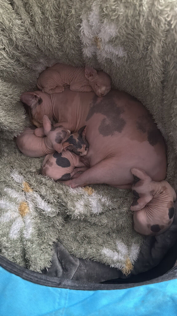 Sphynx kitten for sale