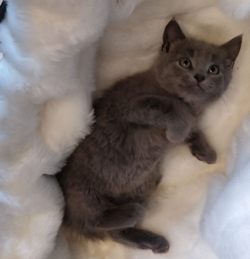 ABSOLUTELY BEAUTIFUL RUSSIAN BLUE KITTEN 8 WEEKS