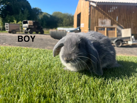Mini Lop Kits