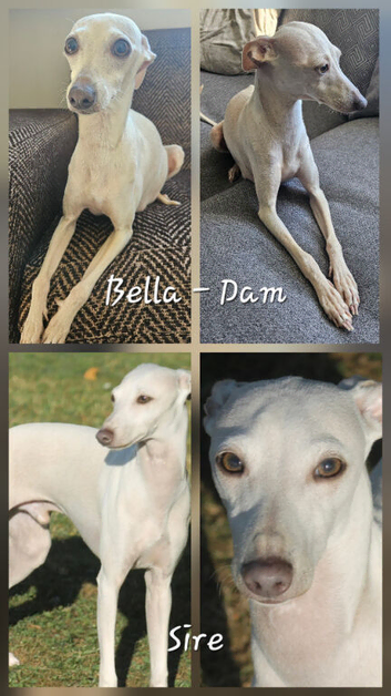 Beautiful KC Registered Italian Greyhound Puppies Expected &ndash; June 12th 2026