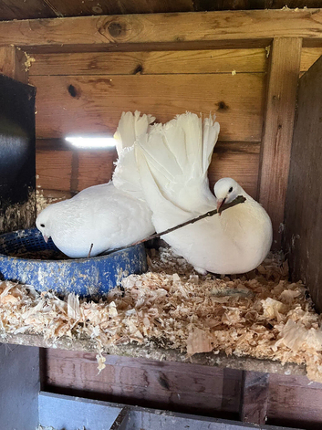 Fan tailed Dove&rsquo;s for sale