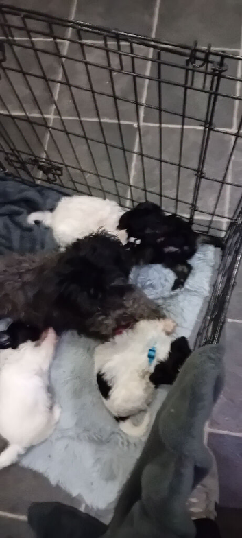 Malshipoo