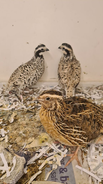 2 cock birds