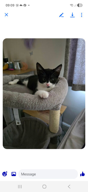8 week old kittens