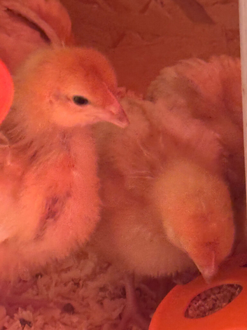 Warren chicks