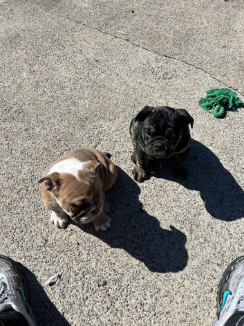 Bulldog pups for sale