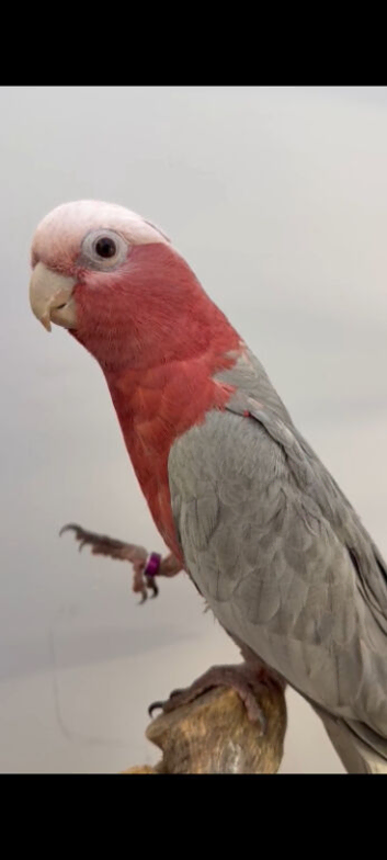 Tame and talking galah