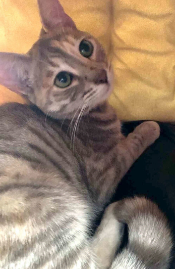 Savannah x Bengal F