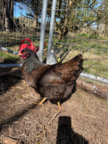 6 X Double laced Gold Barnevelder hatching eggs