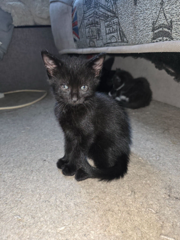 Kittens