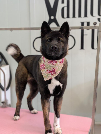 Female American Akita