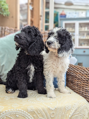F1 Standard Cockapoo Puppies