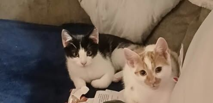 2 brothers.