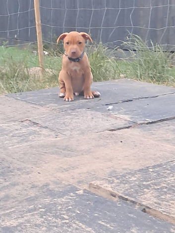 1 male puppy