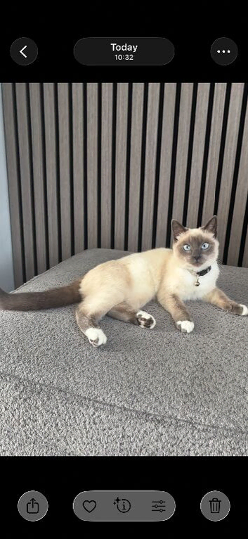 8 month old male blue pointed  ragdoll