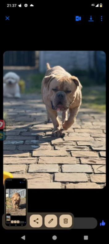 Pocket bully looking for his forever home